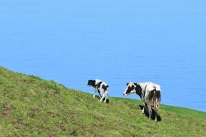 veau nouveau-né et vache sur la côte des açores photo