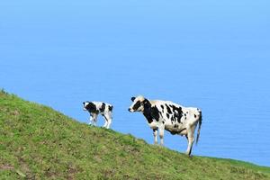 Veau et vache tachetés en noir et blanc sur une falaise photo