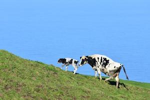 veau et vache tachetés de blanc et de noir photo