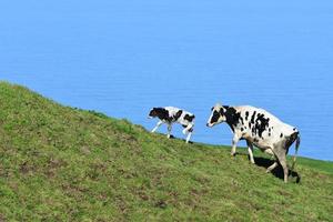 famille de vaches précieuses avec des taches blanches et noires photo