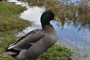 magnifique canard colvert debout au bord d'un étang photo