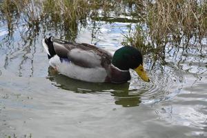 joli colvert nageant près de l'herbe des marais dans un étang photo