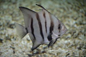 grand spadefish nageant au fond de l'océan photo