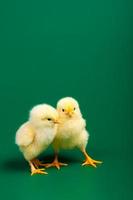 deux petits poulets sur fond vert photo