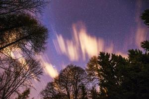 ciel étoilé à travers les arbres photo