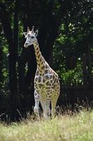 adorable vue panoramique sur un bébé girafe dans la nature photo