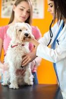 vétérinaire écoute chien malade avec stéthoscope