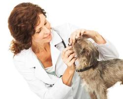 vétérinaire, examiner, dents, petit, chien