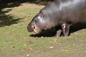 hippopotame pygmée avec ses défenses montrant photo
