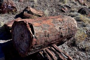 fantastiques bûches pétrifiées empilées dans le désert de l'arizona photo