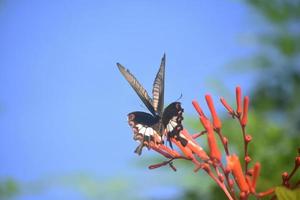 Papillon machaon géant virevoltant sur une plante photo