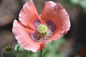 beau regard au centre d'un coquelicot rose photo