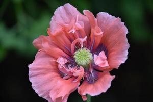 regard étonnant sur un coquelicot rose en fleurs photo