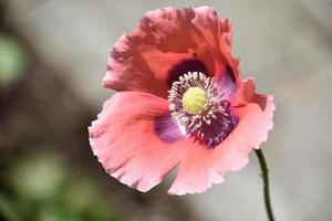 regard fantastique au centre d'un coquelicot rose pâle photo