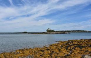 littoral avec des algues et une petite île photo