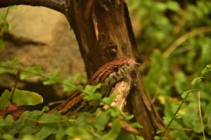 serpent des blés de l'est se glisser sur une branche photo