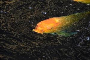 poisson koi nageant dans un étang à poissons japonais photo