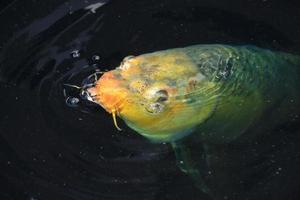 superbe poisson koi juste sous la surface de l'eau photo