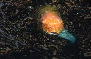 carpe japonaise dans un étang à poissons japonais photo