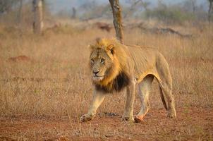 lion mâle marche photo