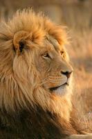 grand mâle lion africain