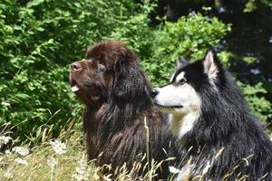 copains canins assis dehors ensemble par une chaude journée photo