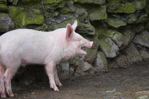 cochon rose avec sa bouche ouverte par un mur de pierre photo