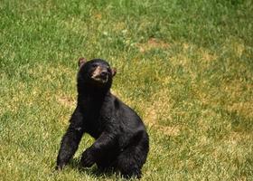 très mignon jeune ours noir se prépare à se tenir debout photo