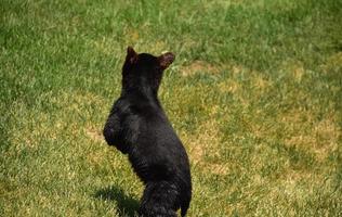 ourson noir debout sur ses pattes photo