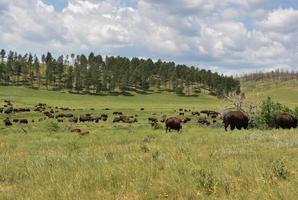 grand troupeau de buffles américains broutant dans une prairie photo