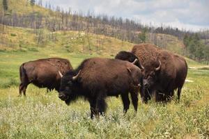 petit troupeau de buffles américains broutant en été photo