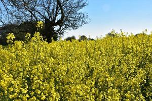 arbre derrière un champ de graines de colza jaune en fleurs photo