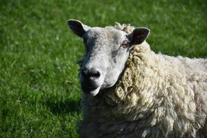 mouton laineux blanc dans un champ d'herbe luxuriante photo