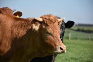 grande vache beige avec de petites cornes en angleterre photo