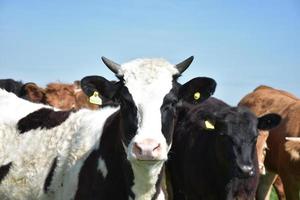 troupeau de vaches avec une blanche et une noire debout devant photo