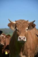 regardant directement dans le visage d'une vache avec des cornes photo