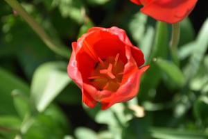 regard direct au centre d'une tulipe rouge photo