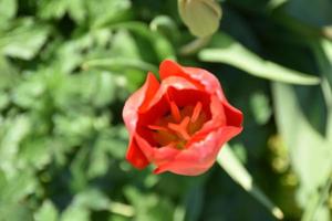 regarder de près une tulipe rouge en fleurs photo