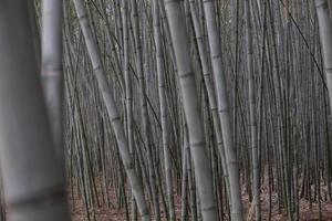 fond de jungle de bambou vert luxuriant, exotique et frais photo