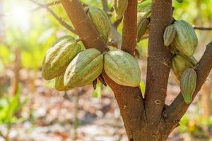 cacaoyer avec cabosses de cacao dans une ferme biologique. photo