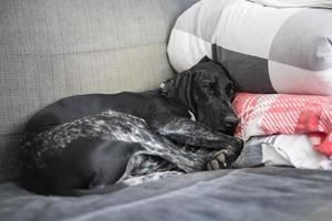 un chien mignon qui dort sur le lit photo