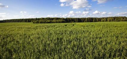 avoine verte et forêt photo