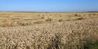 céréales jaunes mûres photo