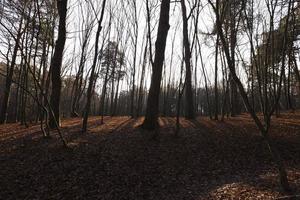 crépuscule forêt automne photo