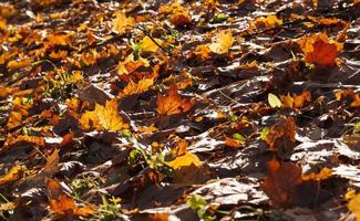 vieux feuillage, gros plan photo