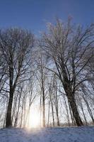 arbres sur la colline photo