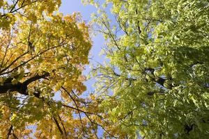 arbres d'automne à feuilles caduques vert jaune 2. photo