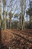 sauvage automne arbre nature photo