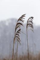 période d'hiver de l'année photo