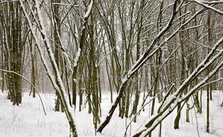 forêt d'hiver, arbres photo